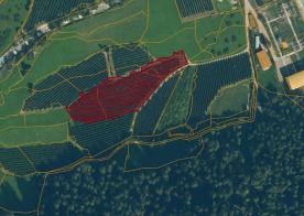 Laas: Obstwiese mit ca. 5.800 m² zu verkaufen Laas: Obstwiese mit ca. 5.800 m² zu verkaufen