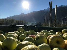 Obstwiese mit ca. 3.147 m² in Laas zu verkaufen Obstwiese mit ca. 3.147 m² in Laas zu verkaufen